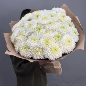 Букет из 27 хризантем Магнум в Ногинске