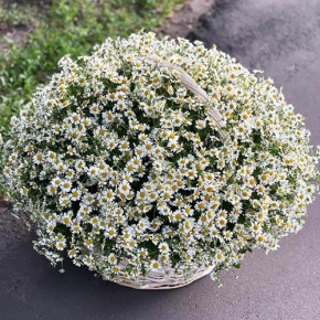 Композиция в корзине из 151 ромашки в Ногинске