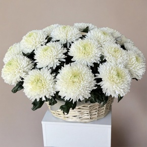 Композиция в корзине из 25 хризантем Магнум в Ногинске