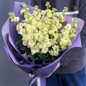 Букет из 15 лимонных маттиол в Ногинске
