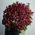 Монобукет из 75 кустовых роз Марун (70 см) в Ногинске