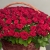 Композиция в корзине из 151 красной розы в Ногинске