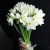 Букет из 25 нарциссов в Ногинске